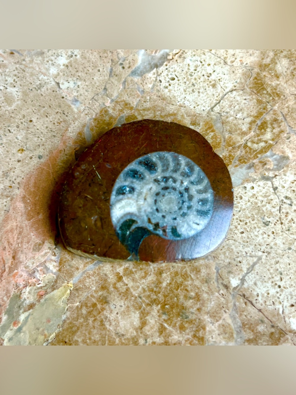 Decorative Ammonite Shell Accent in Brown and Gray